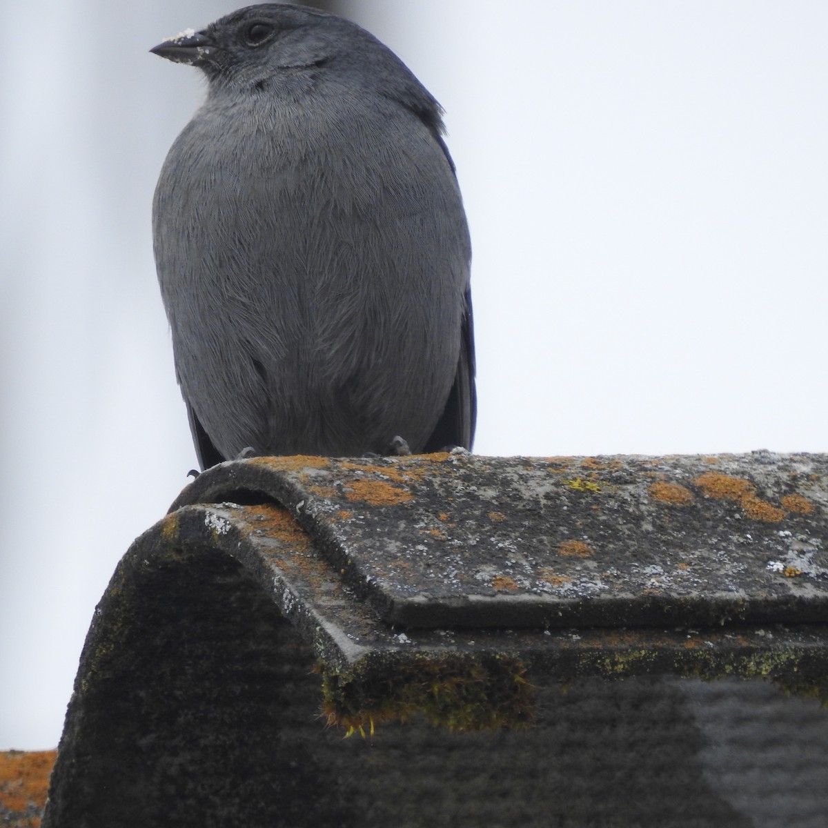 Plumbeous Sierra Finch - ML643534290
