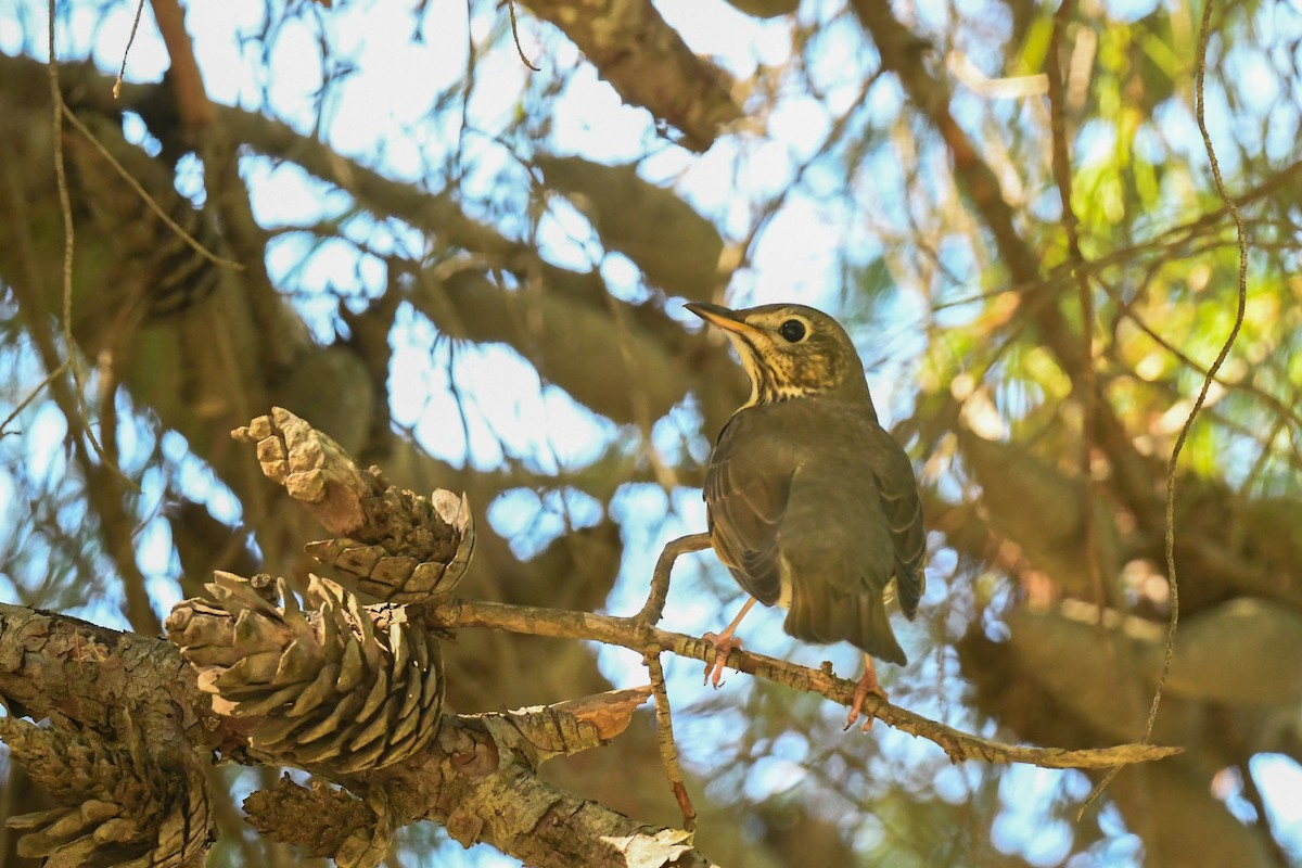 Song Thrush - ML643534292