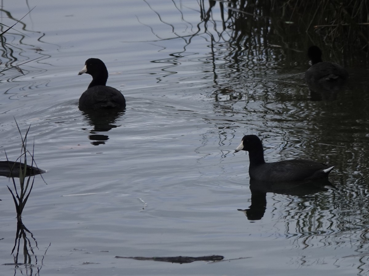 American Coot - ML643534295