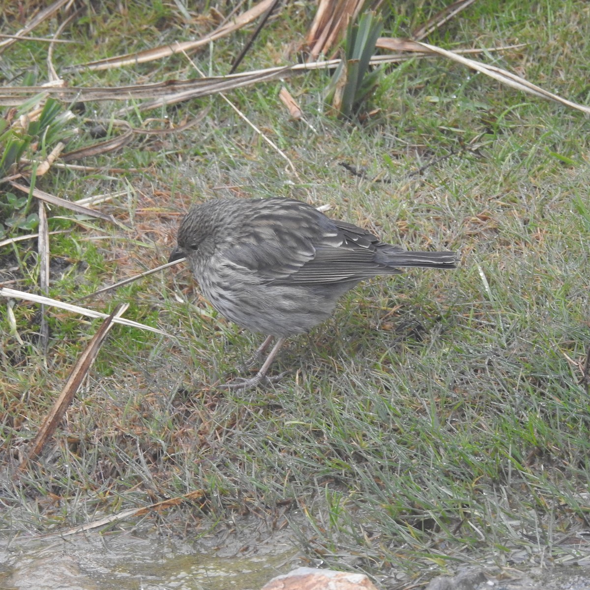 Plumbeous Sierra Finch - ML643534296