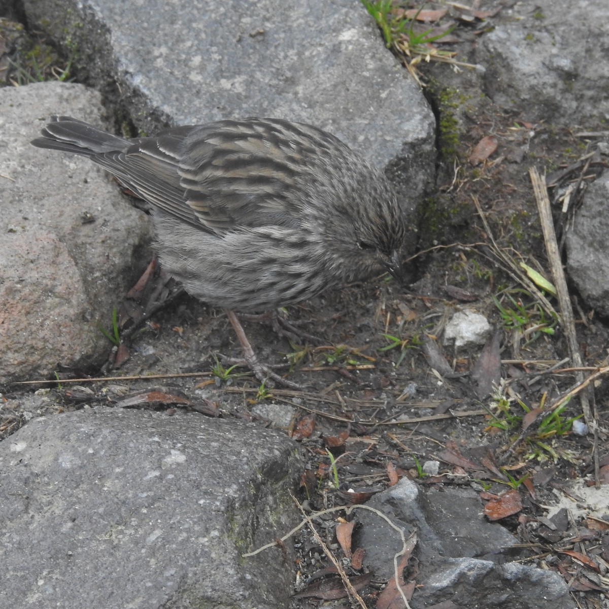 Plumbeous Sierra Finch - ML643534299