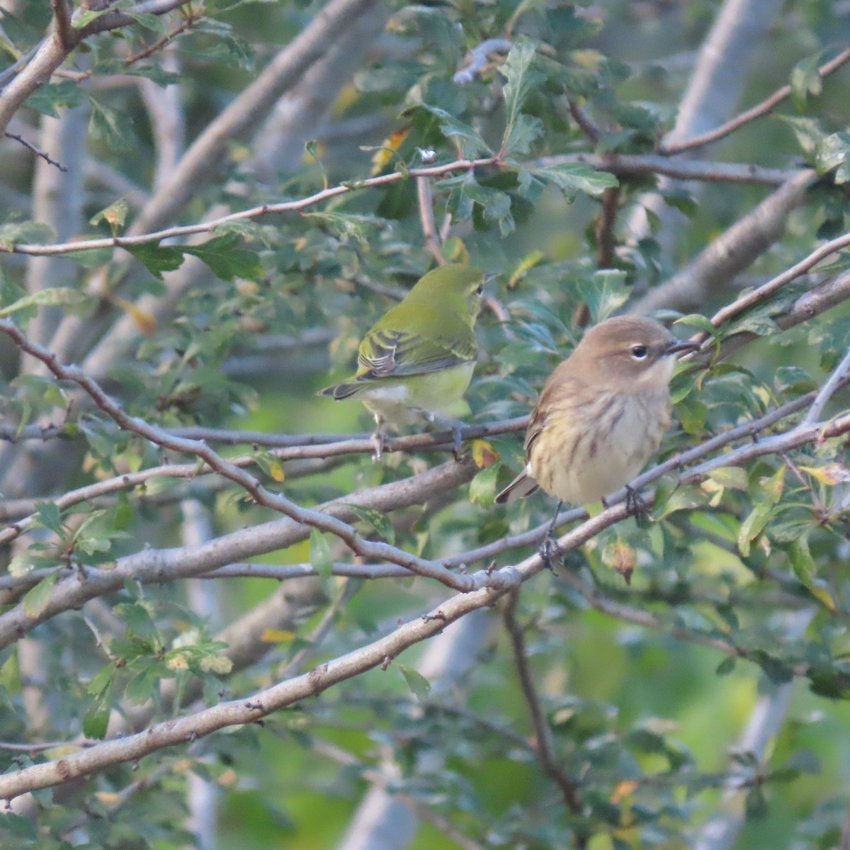 Yellow-rumped Warbler - ML643534303