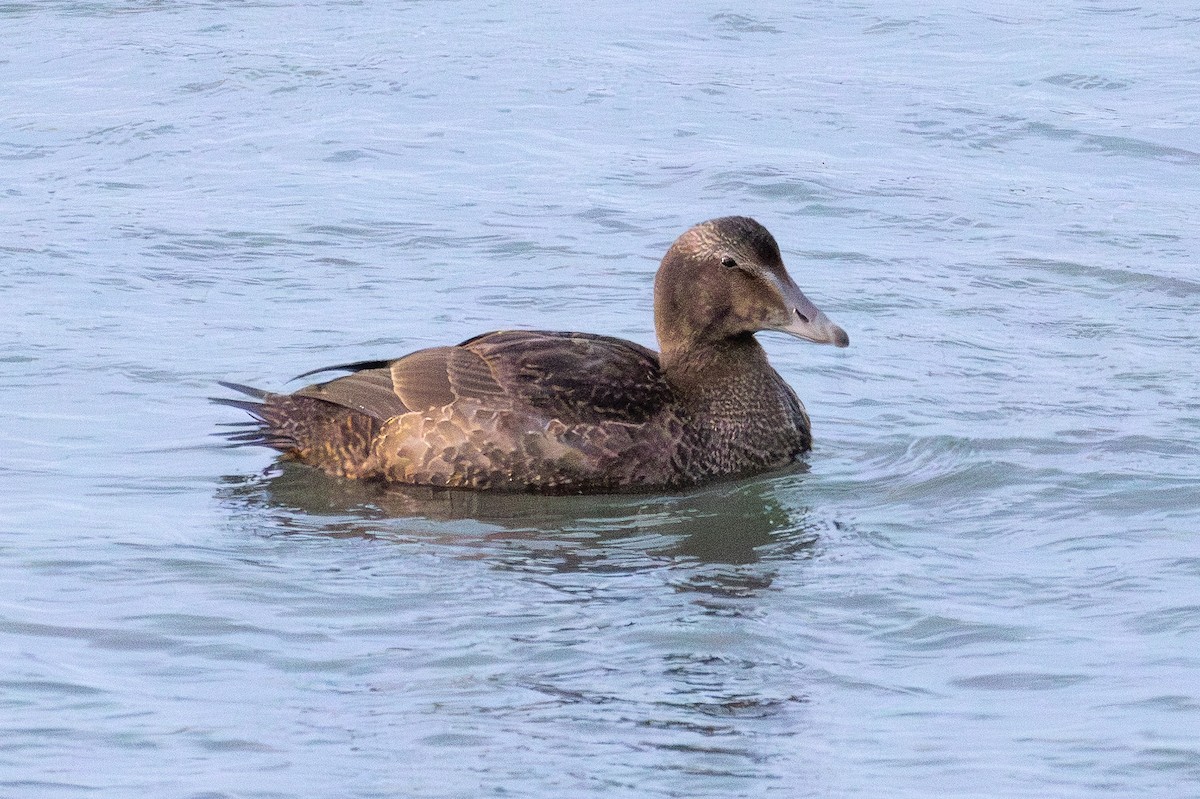 Common Eider - ML643534313