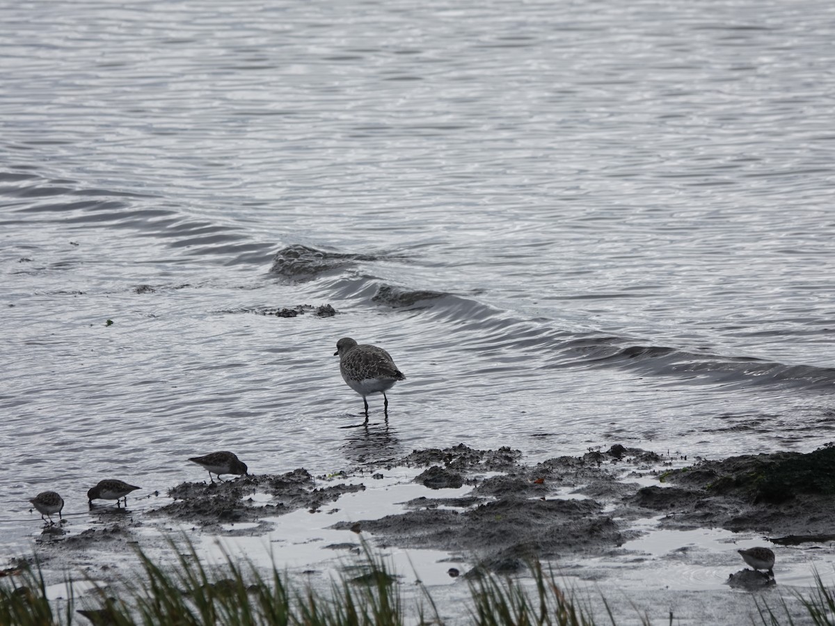 Black-bellied Plover - ML643534314