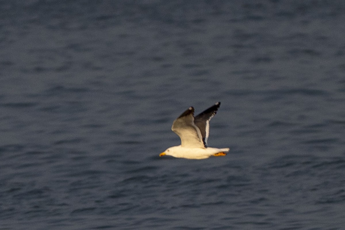 Lesser Black-backed Gull - ML643534316