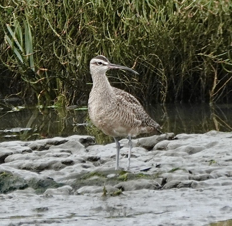 Whimbrel - ML643534317