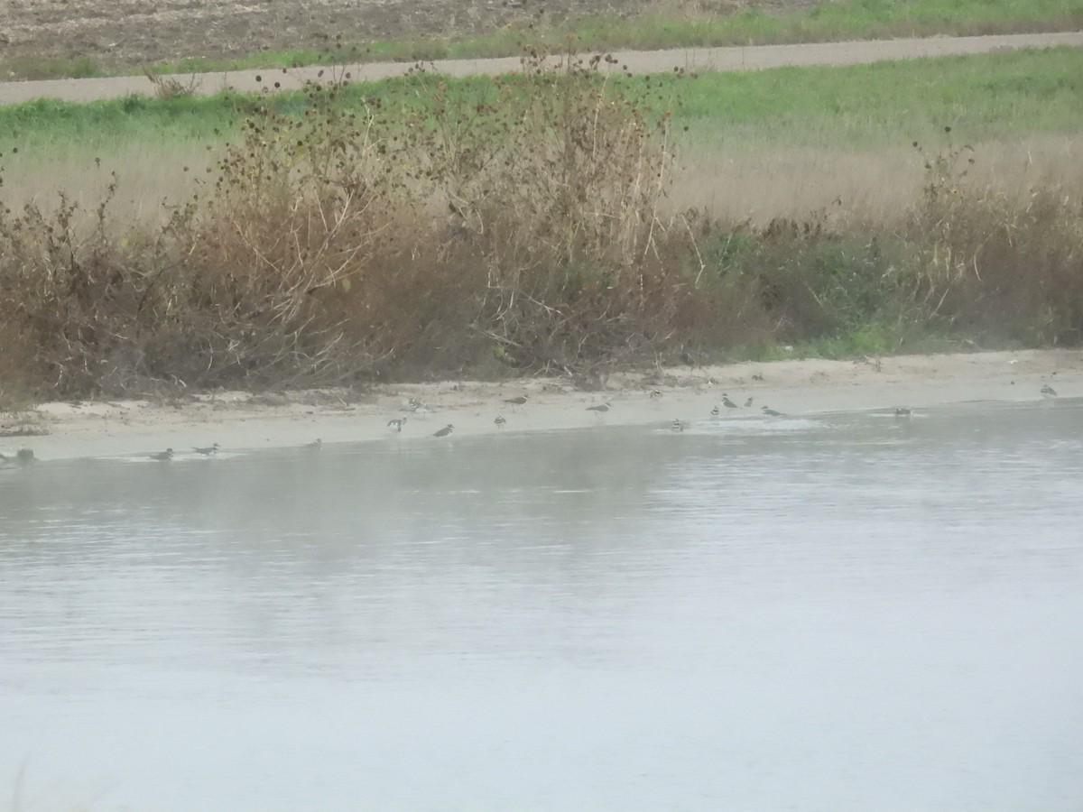 Killdeer - ML643534319