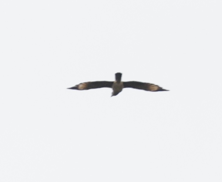 Yellow-headed Caracara - ML643534322
