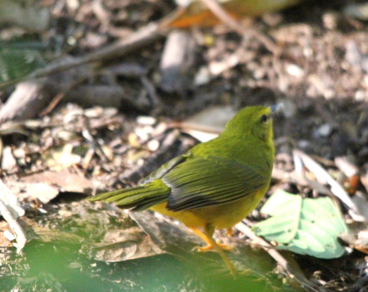 Flavescent Warbler - ML643534417