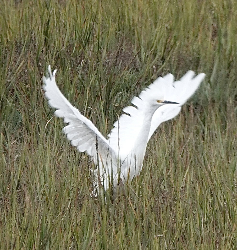 snøhegre - ML643534427