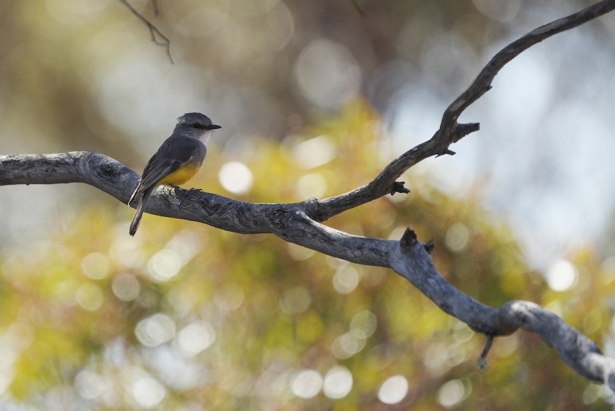 Western Yellow Robin - ML643534440