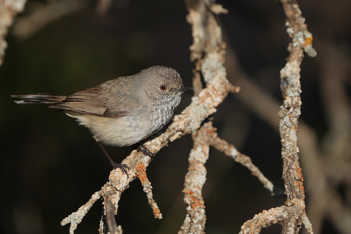 Inland Thornbill - ML643534451
