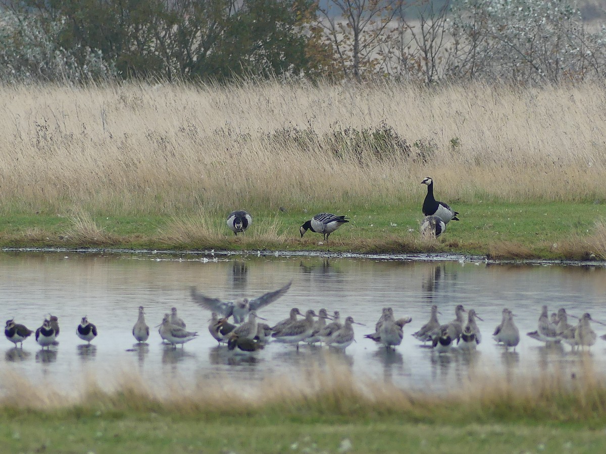 Barnacle Goose - ML643534457