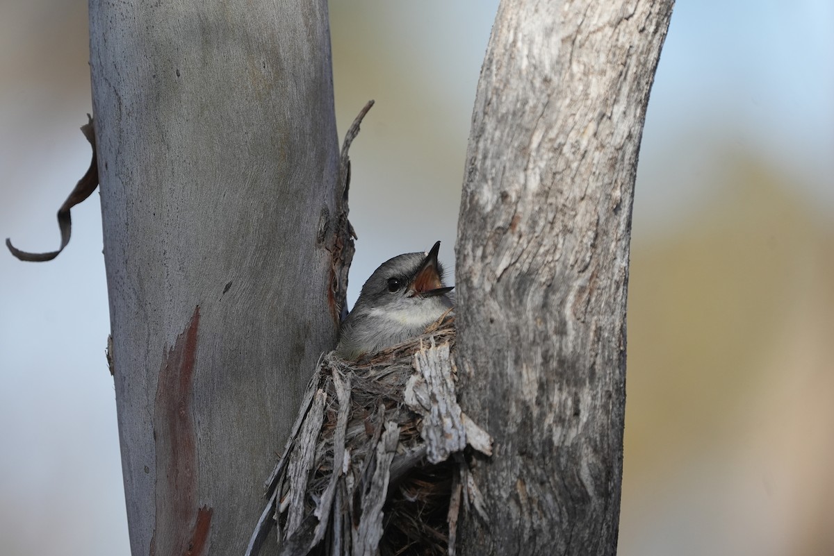 Western Yellow Robin - ML643534458