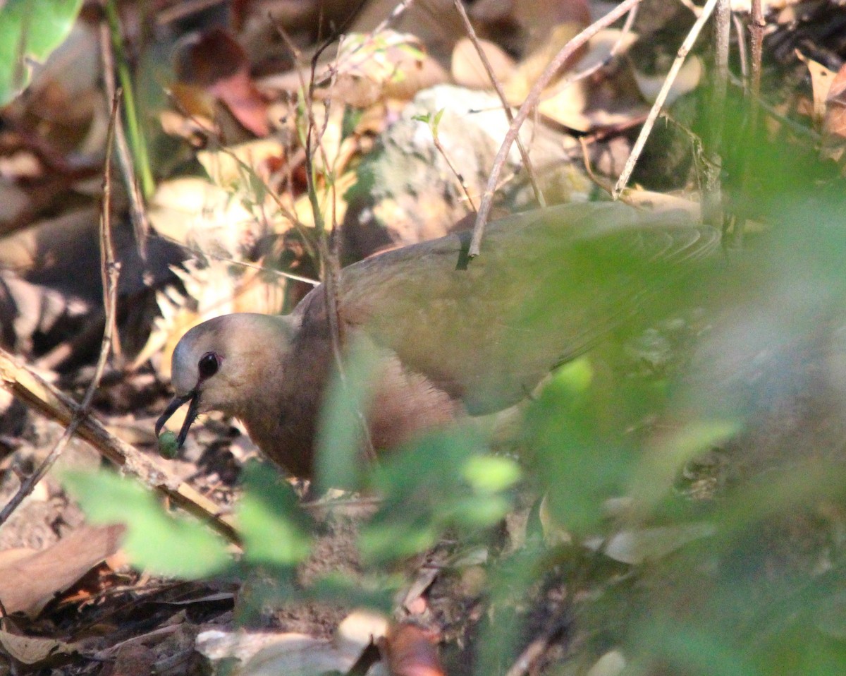 gråpannedue - ML643534459