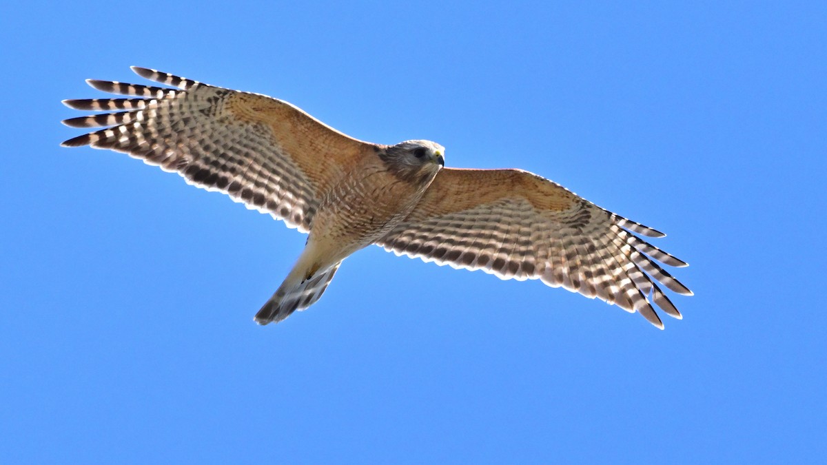 Red-shouldered Hawk - ML643534460