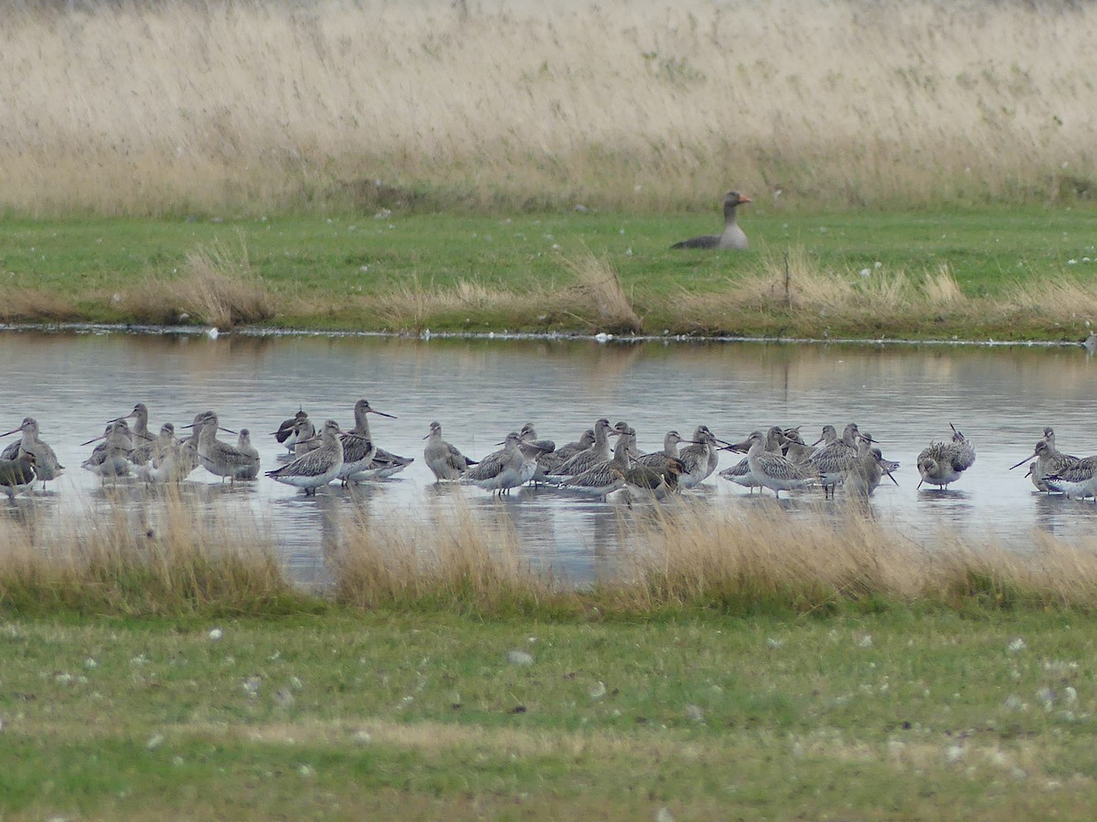 Bar-tailed Godwit - ML643534466