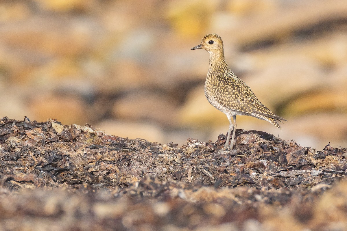 European Golden-Plover - ML643534476