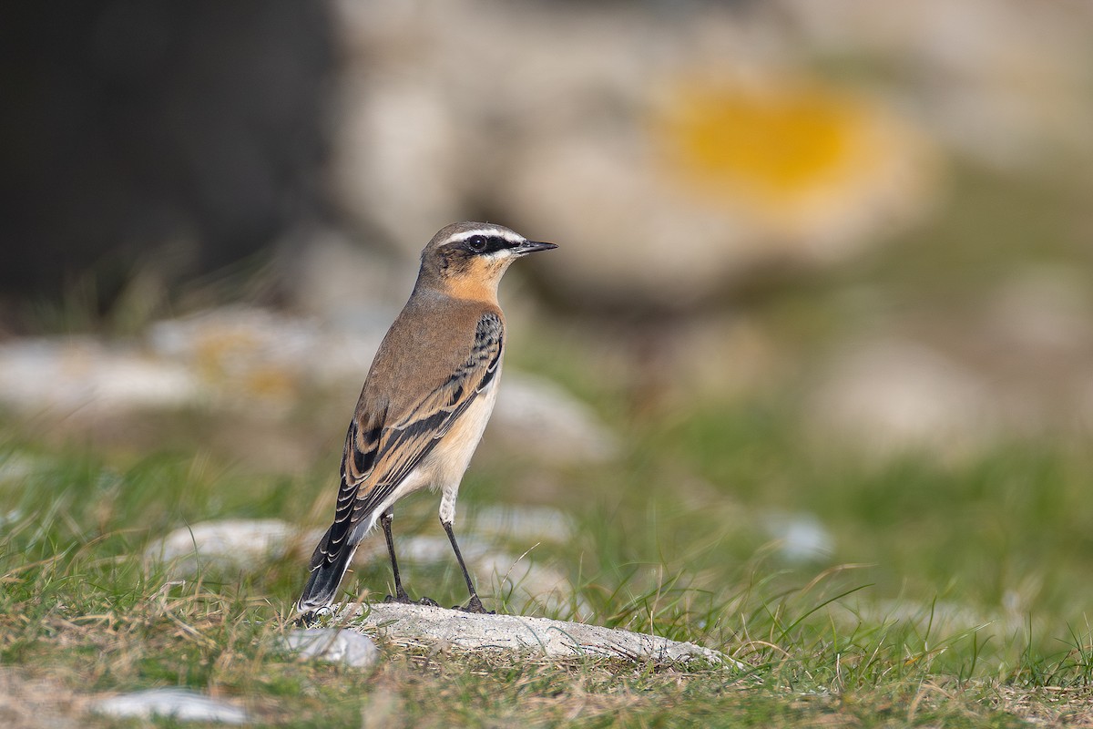Northern Wheatear (Greenland) - ML643534503