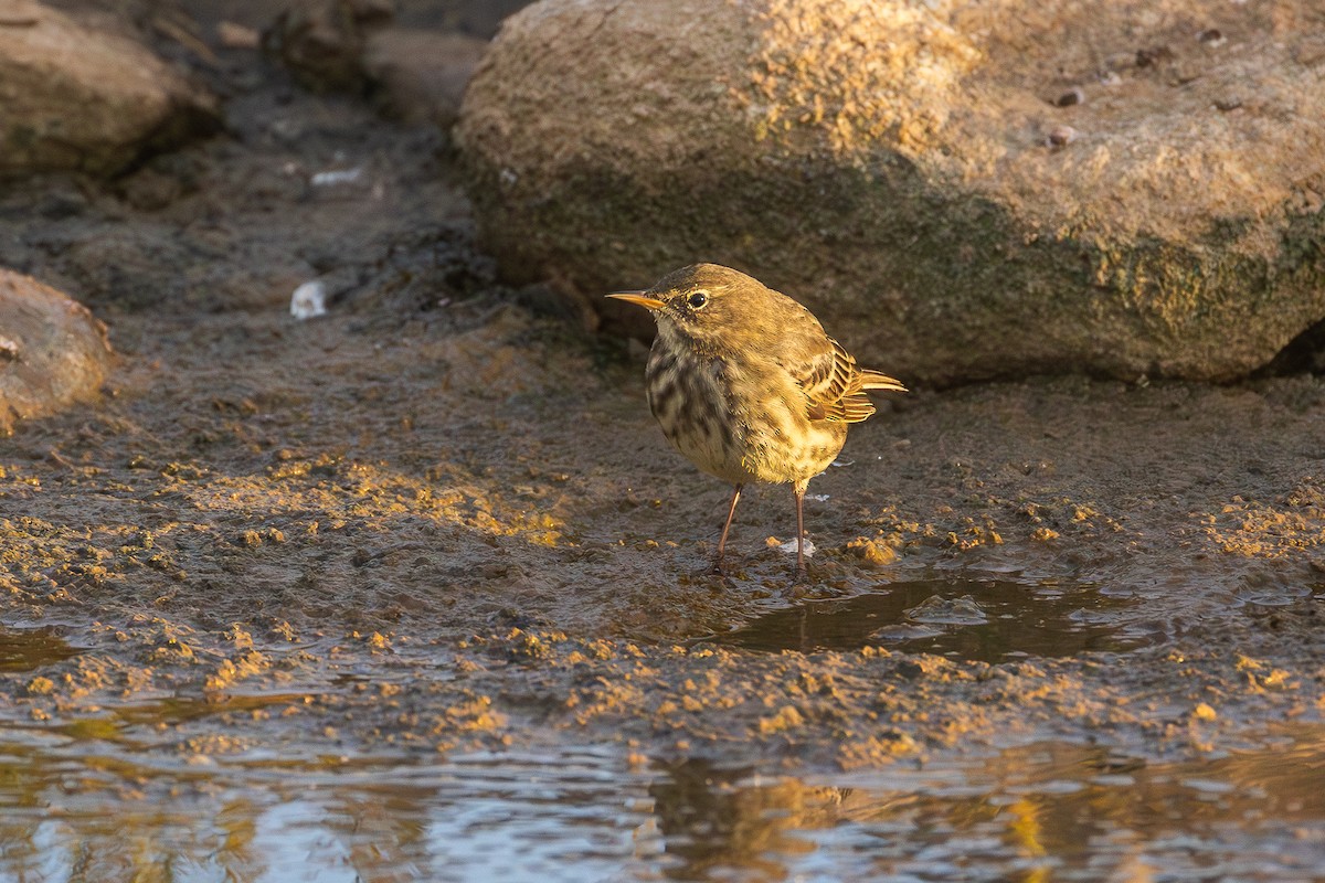 Rock Pipit - ML643534512
