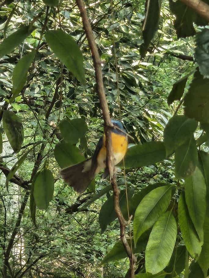 Tickell's Blue Flycatcher - ML643534513