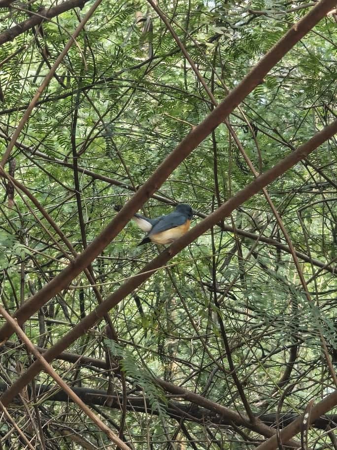 Tickell's Blue Flycatcher - ML643534515