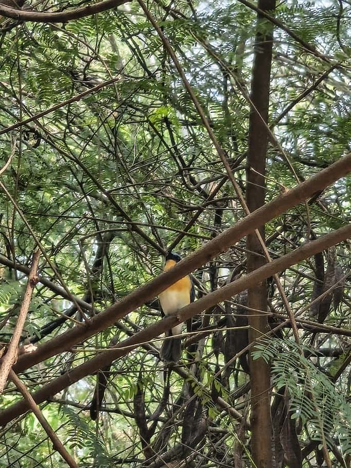 Tickell's Blue Flycatcher - ML643534516