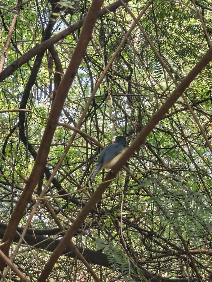 Tickell's Blue Flycatcher - ML643534517