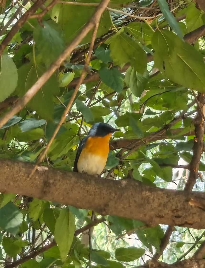 Tickell's Blue Flycatcher - ML643534518