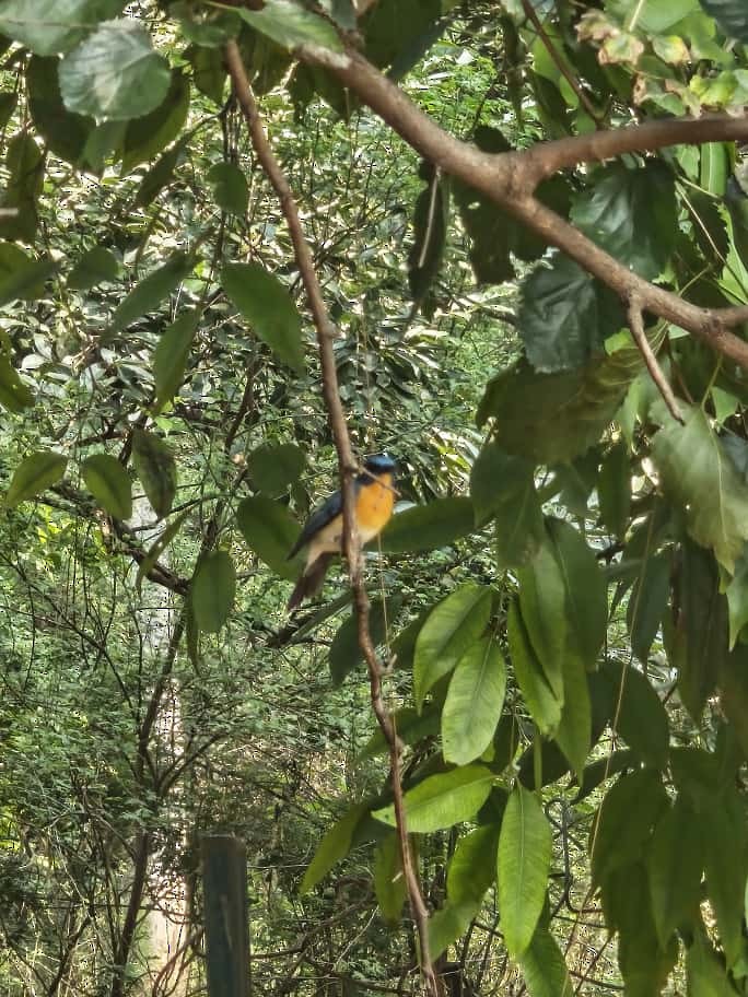 Tickell's Blue Flycatcher - ML643534519