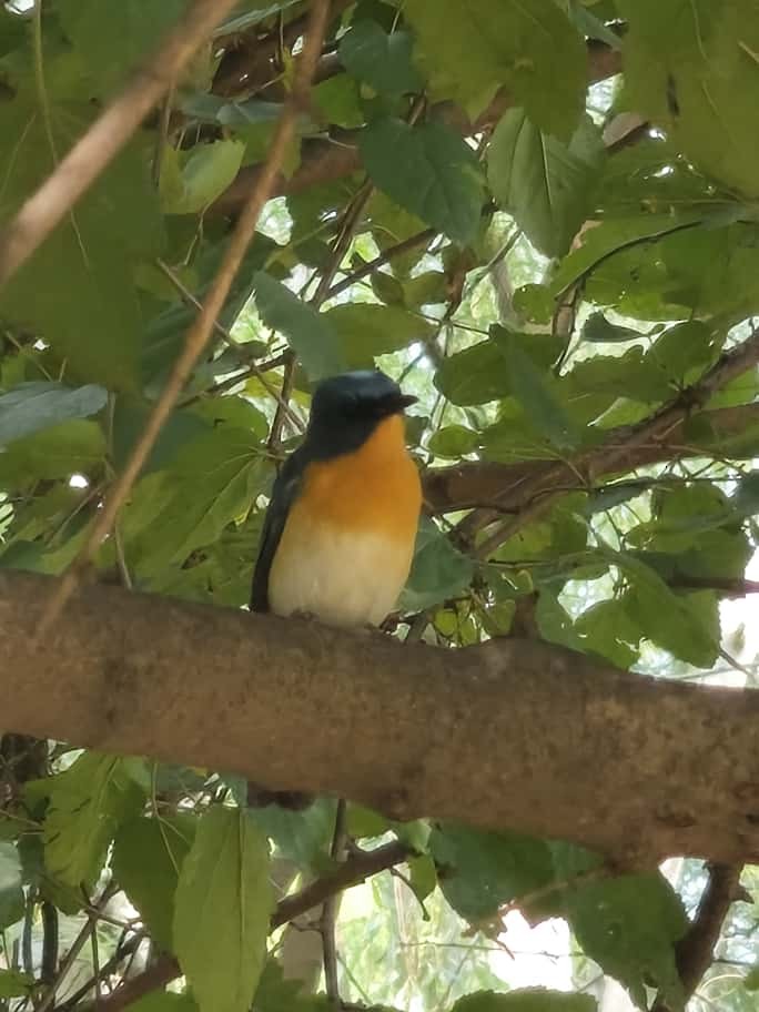 Tickell's Blue Flycatcher - ML643534520