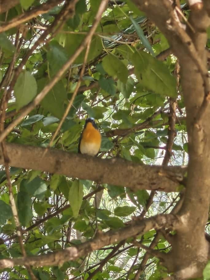 Tickell's Blue Flycatcher - ML643534521