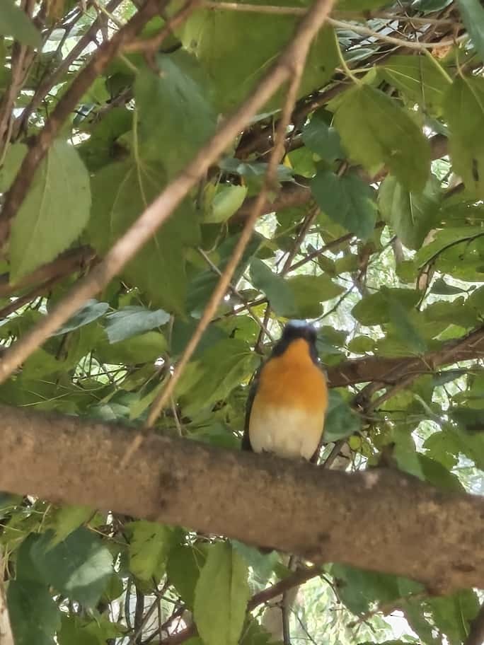 Tickell's Blue Flycatcher - ML643534522