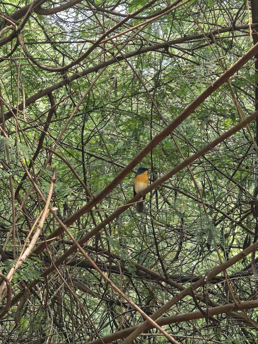 Tickell's Blue Flycatcher - ML643534523