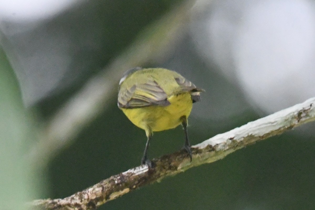 Yellow-bellied Tyrannulet - ML643534542