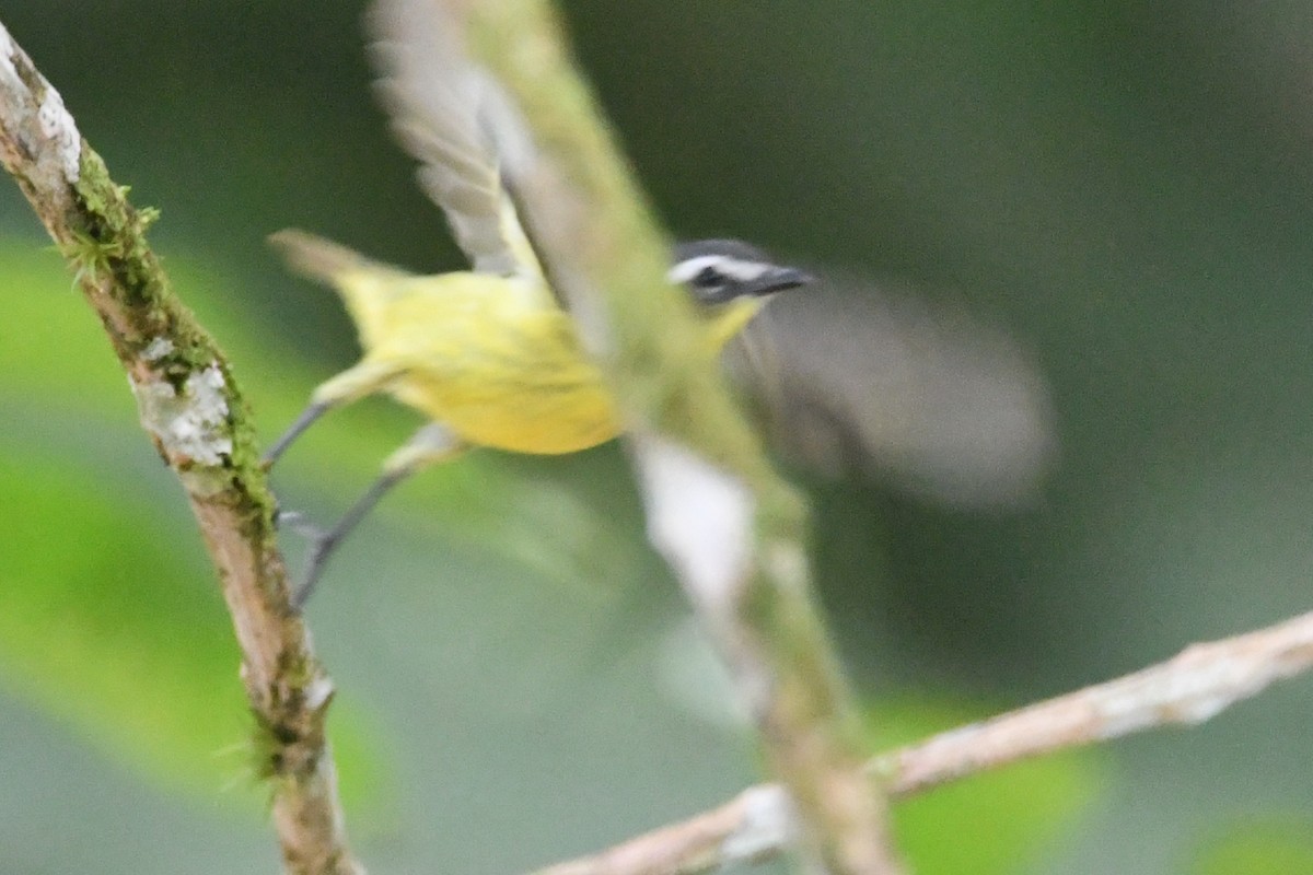 Yellow-bellied Tyrannulet - ML643534543