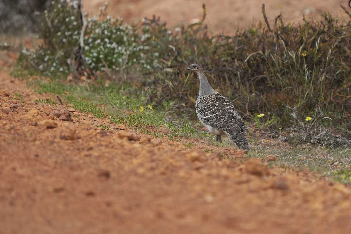 Malleefowl - ML643534566
