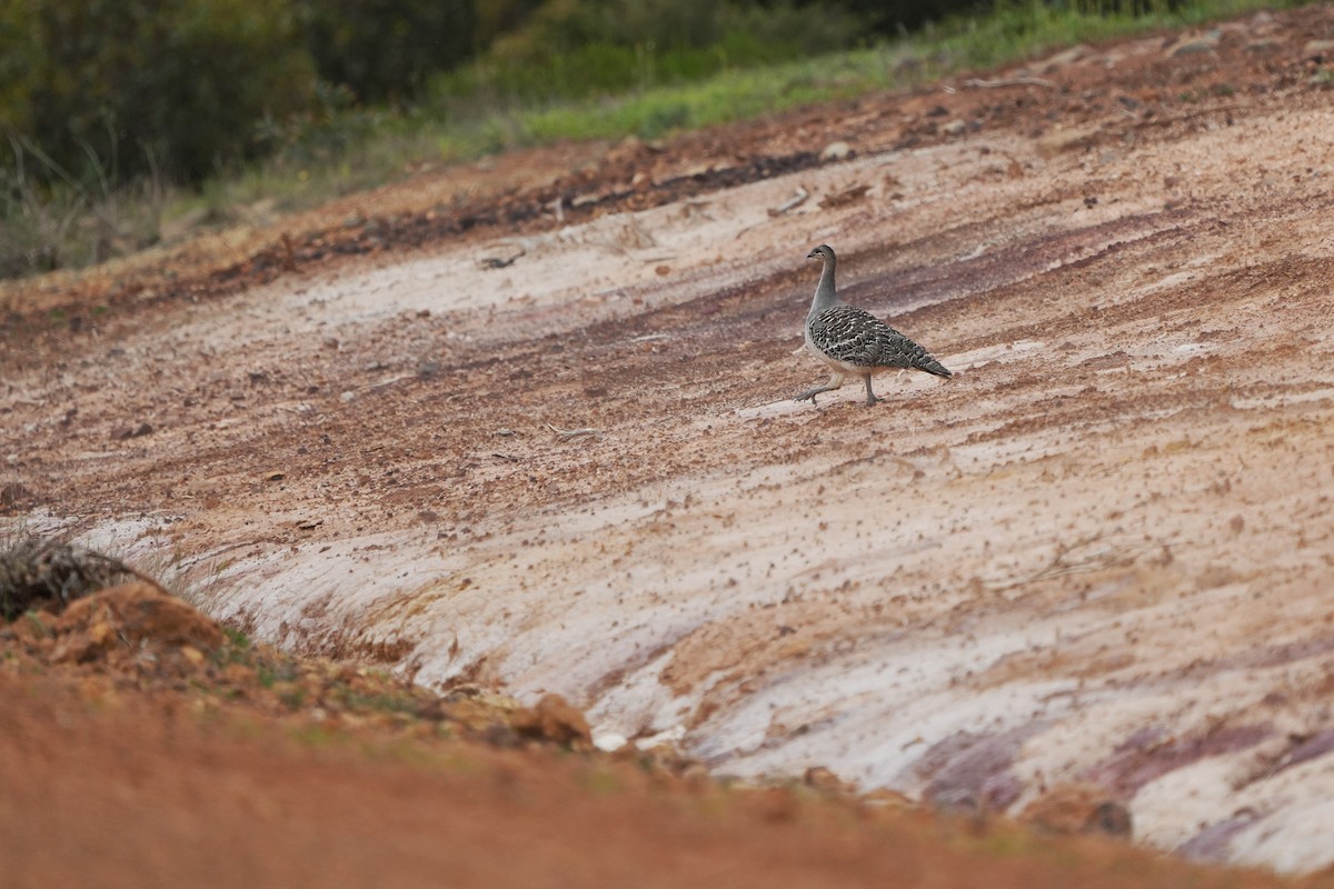 Malleefowl - ML643534567