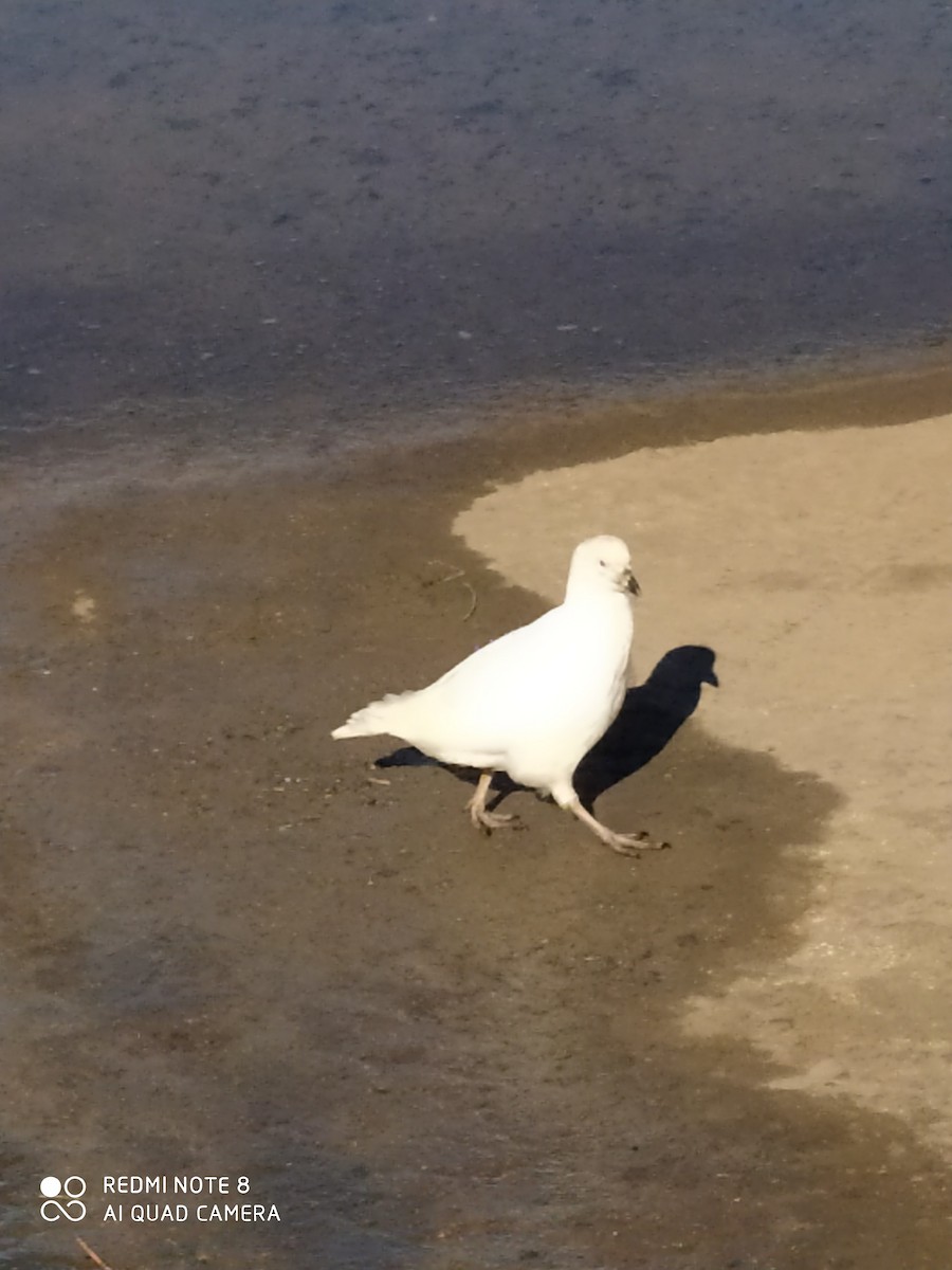Snowy Sheathbill - ML643534570