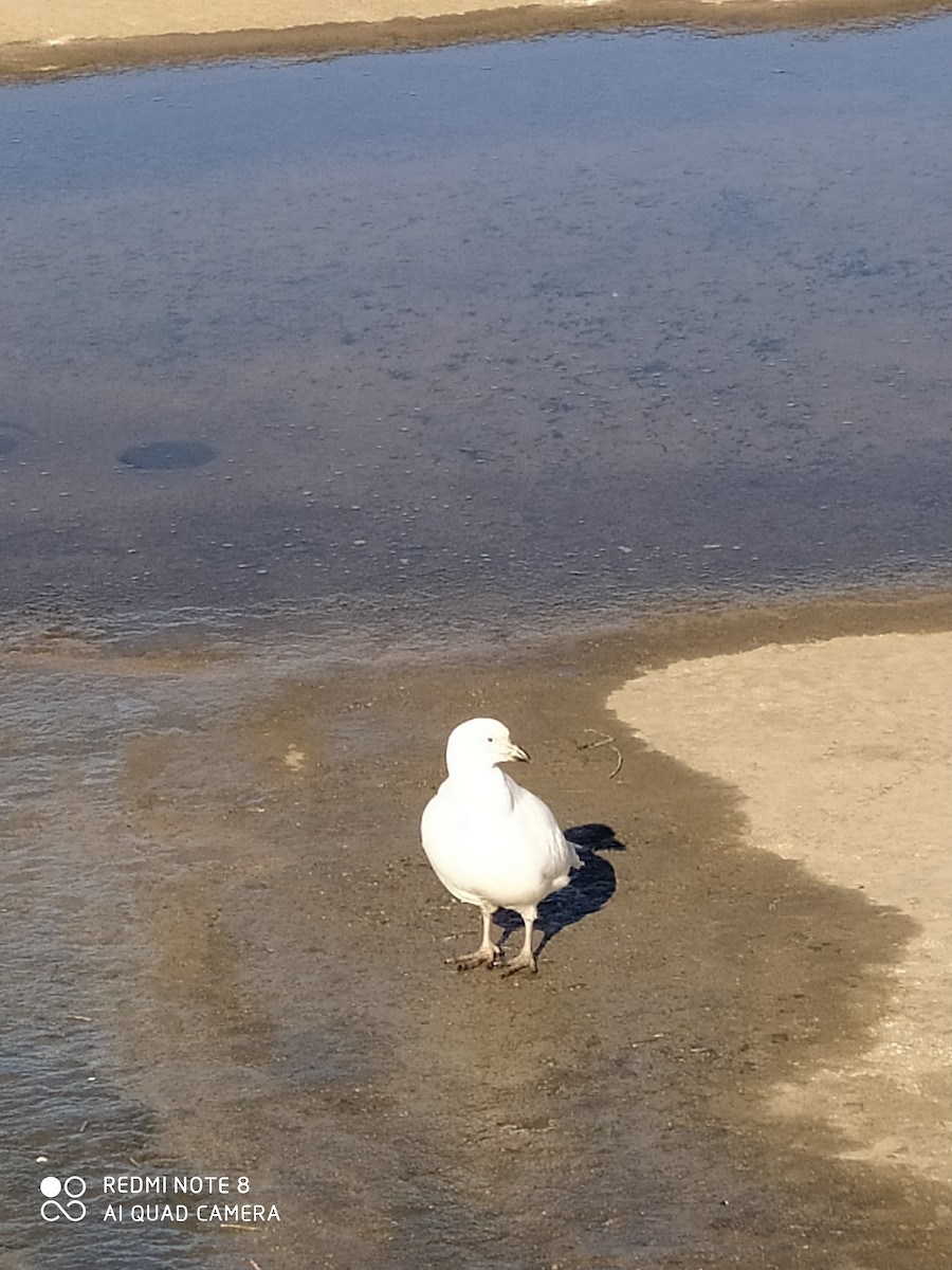 Snowy Sheathbill - ML643534571