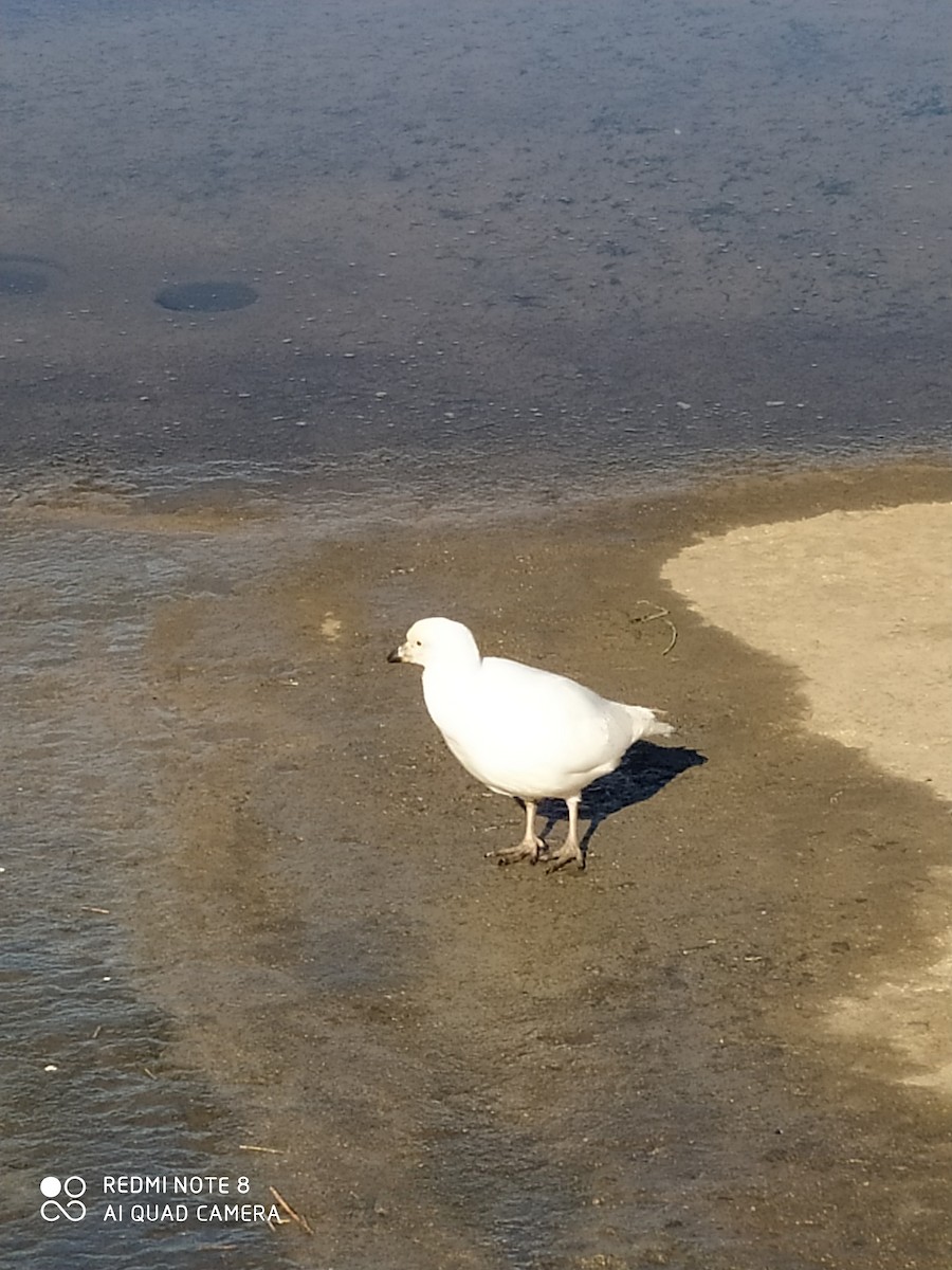 Snowy Sheathbill - ML643534572