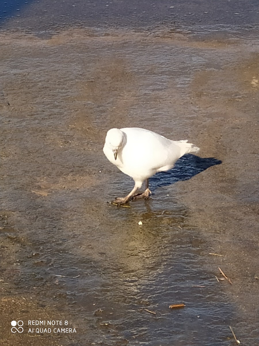 Snowy Sheathbill - ML643534576