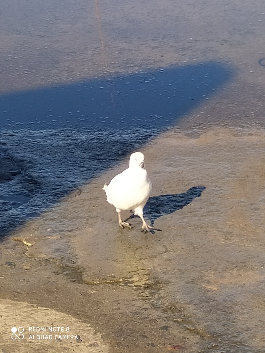 Snowy Sheathbill - ML643534577