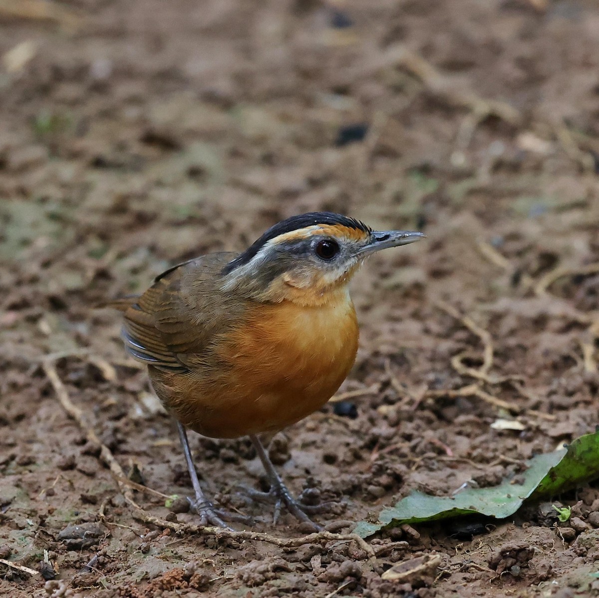Javan Black-capped Babbler - ML643534580