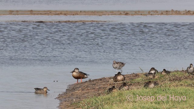 Green-winged Teal (Eurasian) - ML643534582
