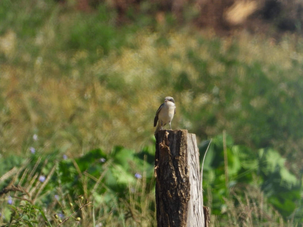 Lesser Gray Shrike - ML643534586