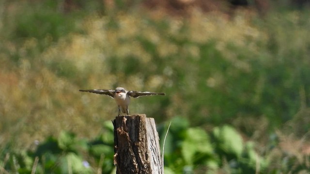 Lesser Gray Shrike - ML643534587