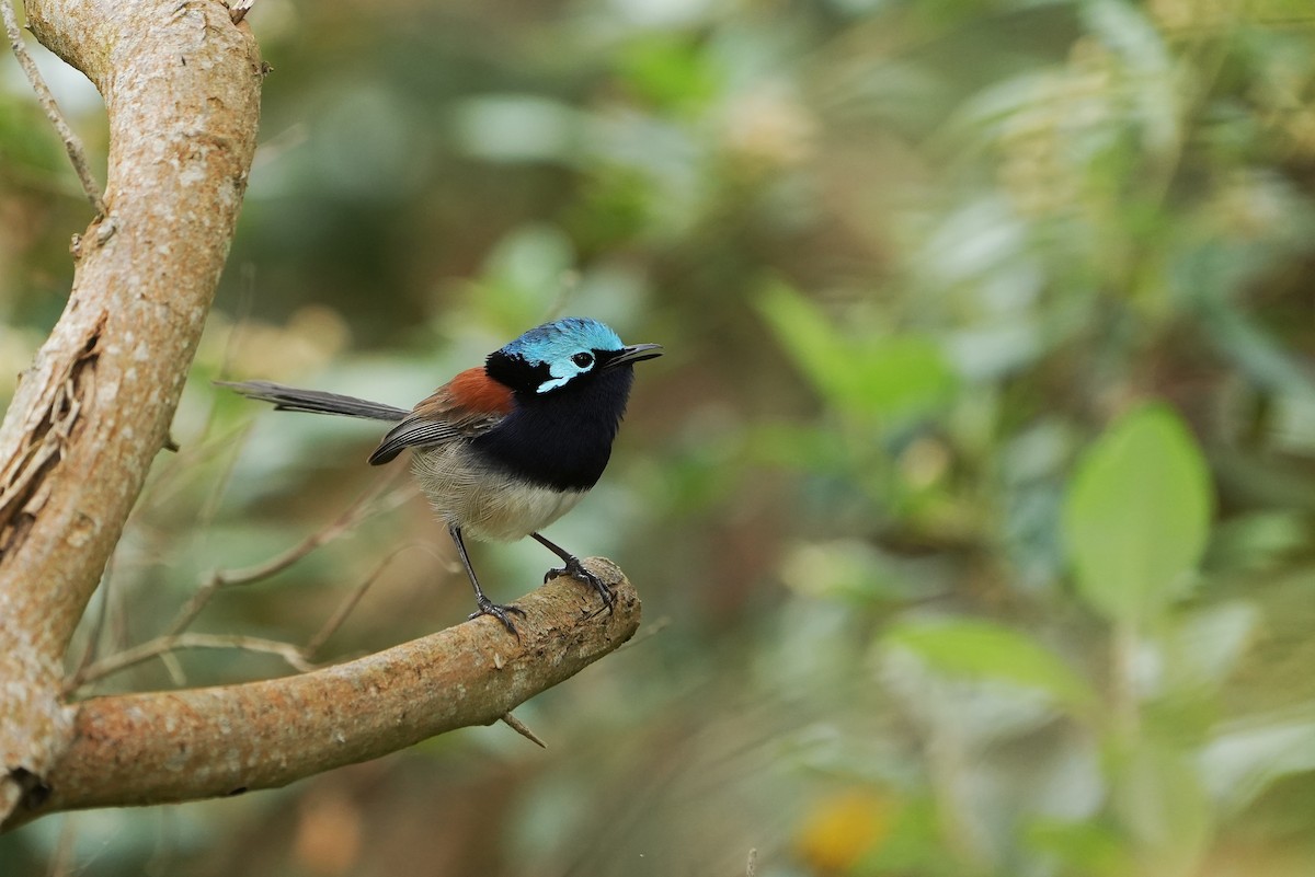 Red-winged Fairywren - ML643534591