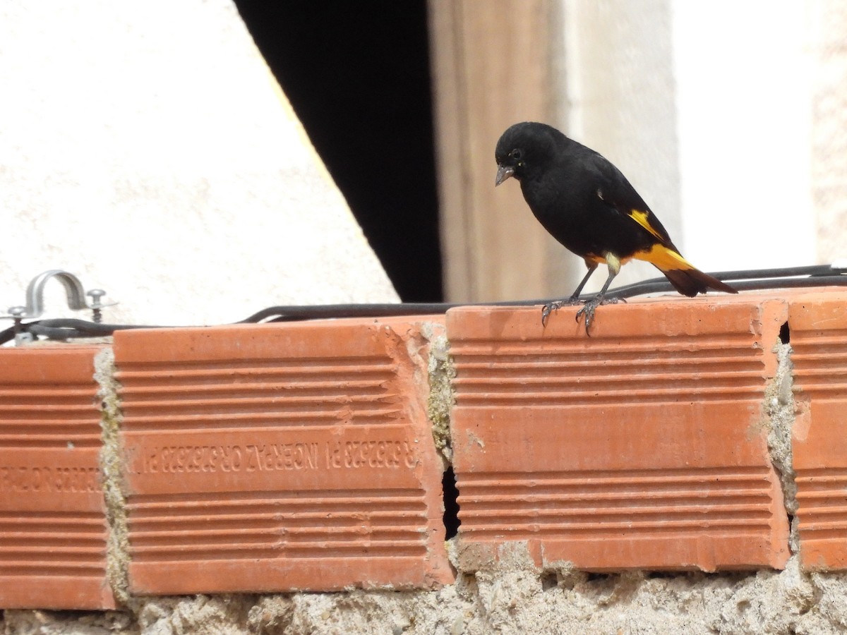 Black Siskin - ML643534616