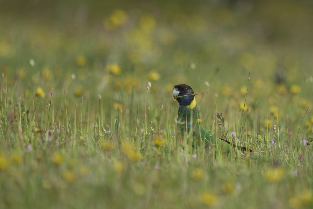Australian Ringneck - ML643534617
